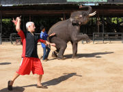 dartoid_v_elephant_2
