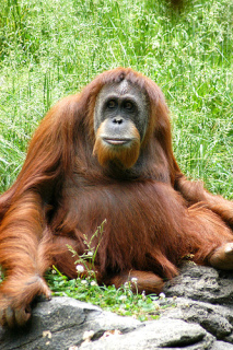 Orangutan