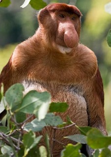 Proboscis-Monkey_General-view_5196