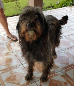 Dog