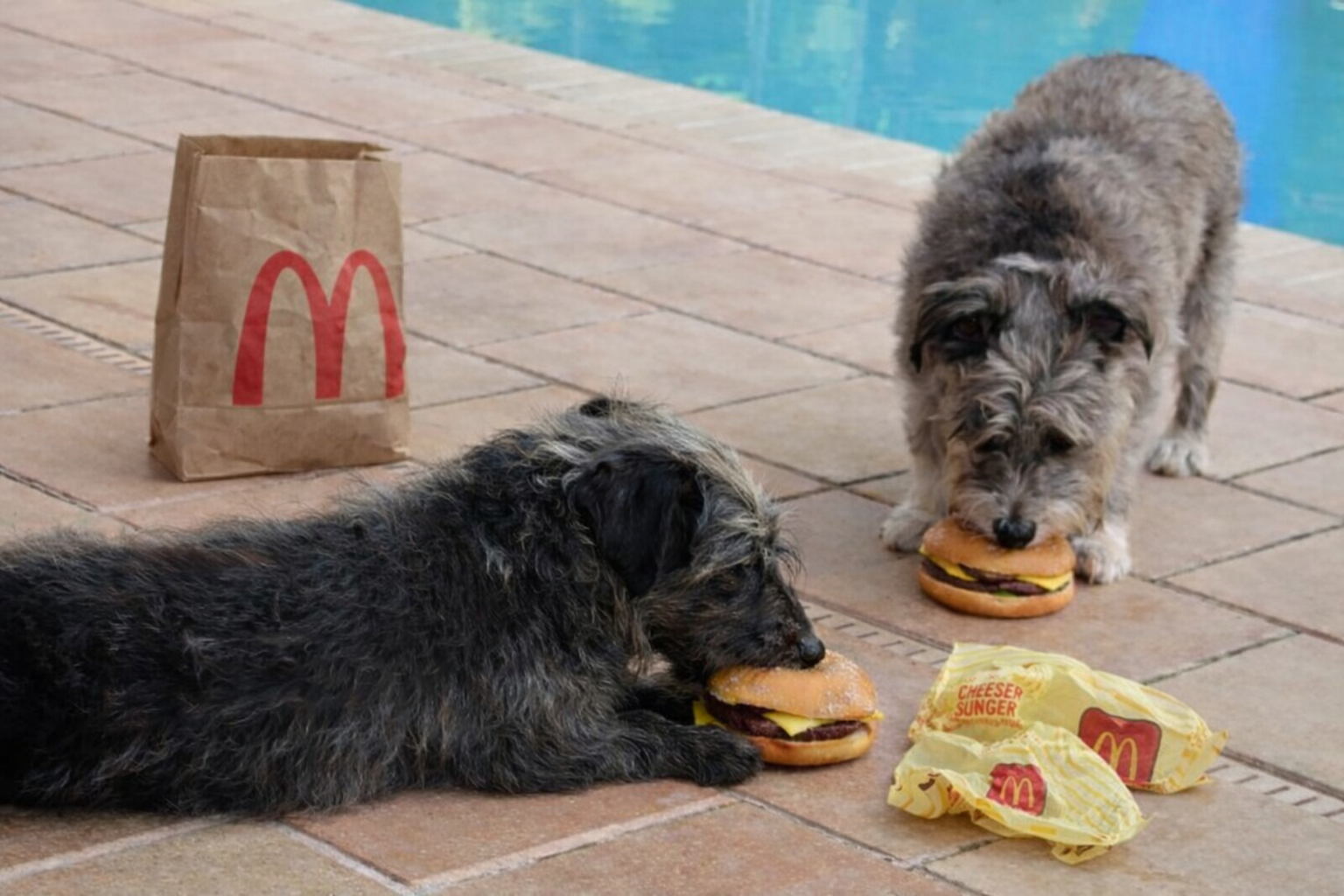 Column #711  Lead the World, Dart People – BOYCOTT McDonald’s!